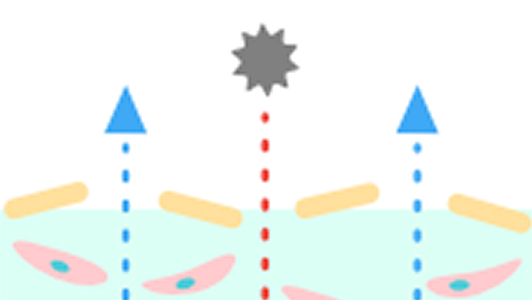 キメが乱れやすい毛穴が気になる