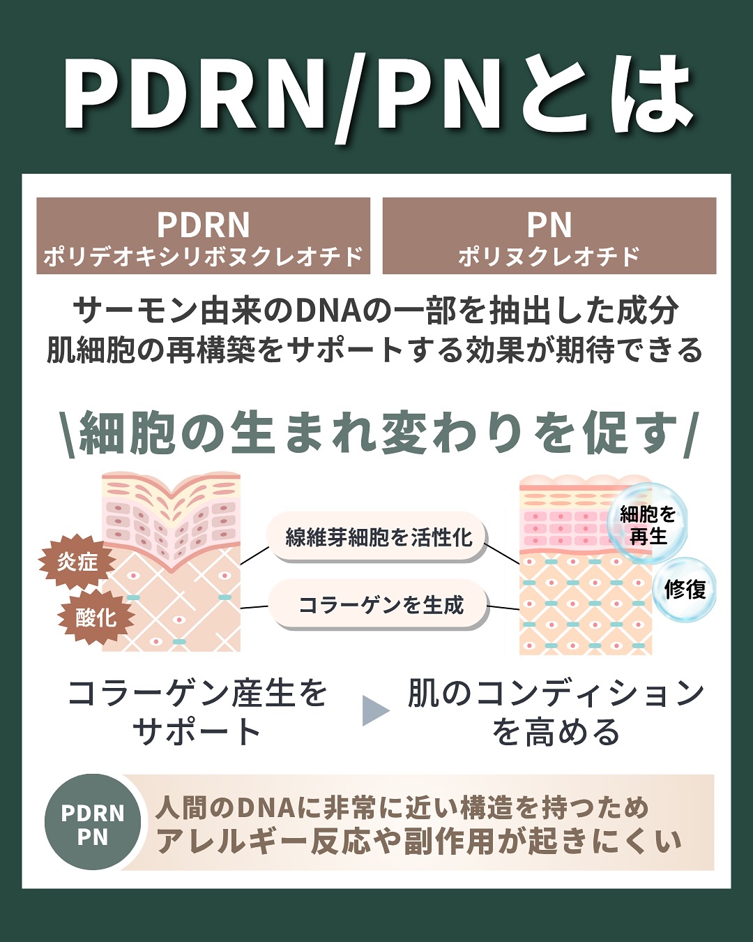 PDRNとPNとは