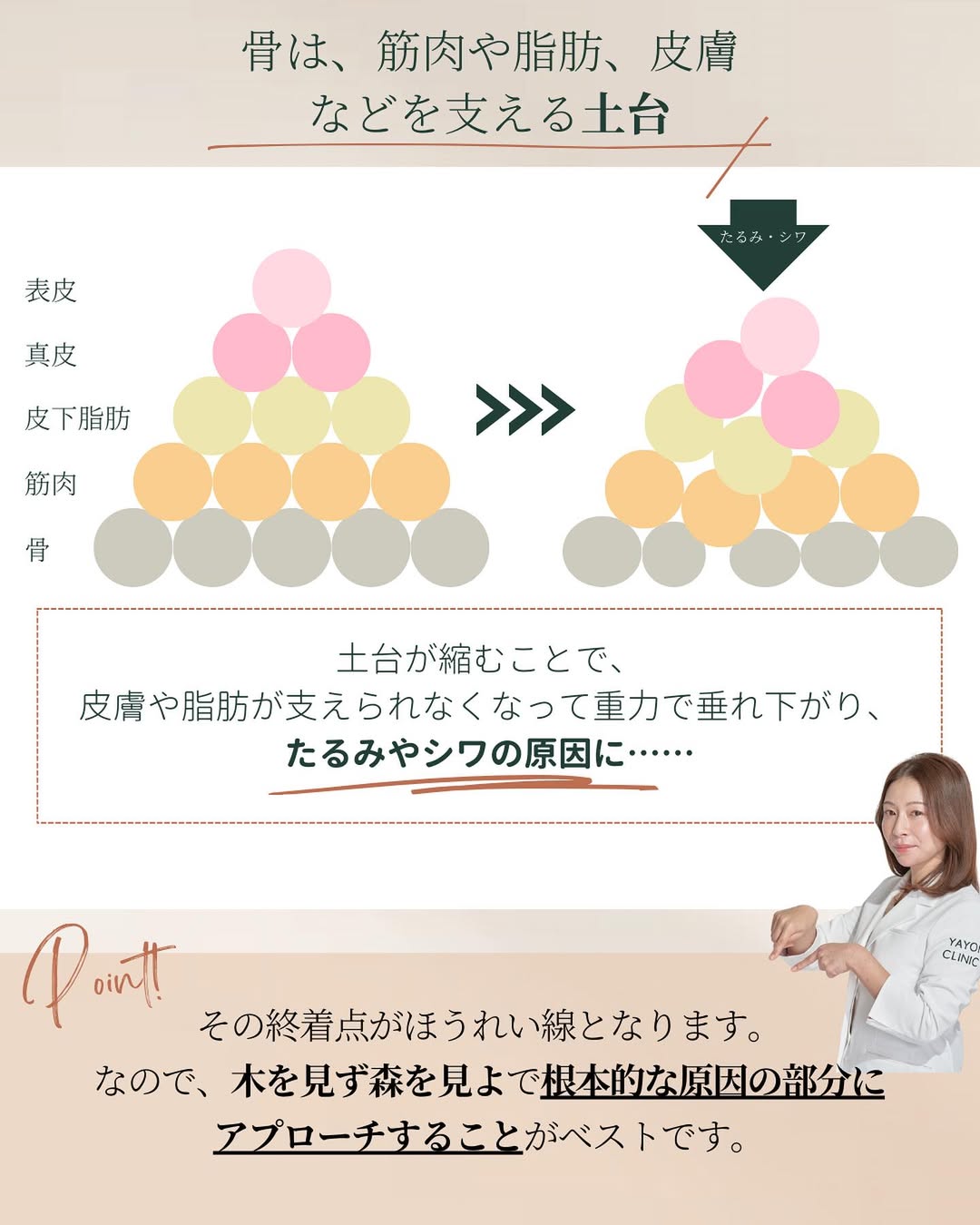 骨は、筋肉や脂肪、皮膚などを支える土台